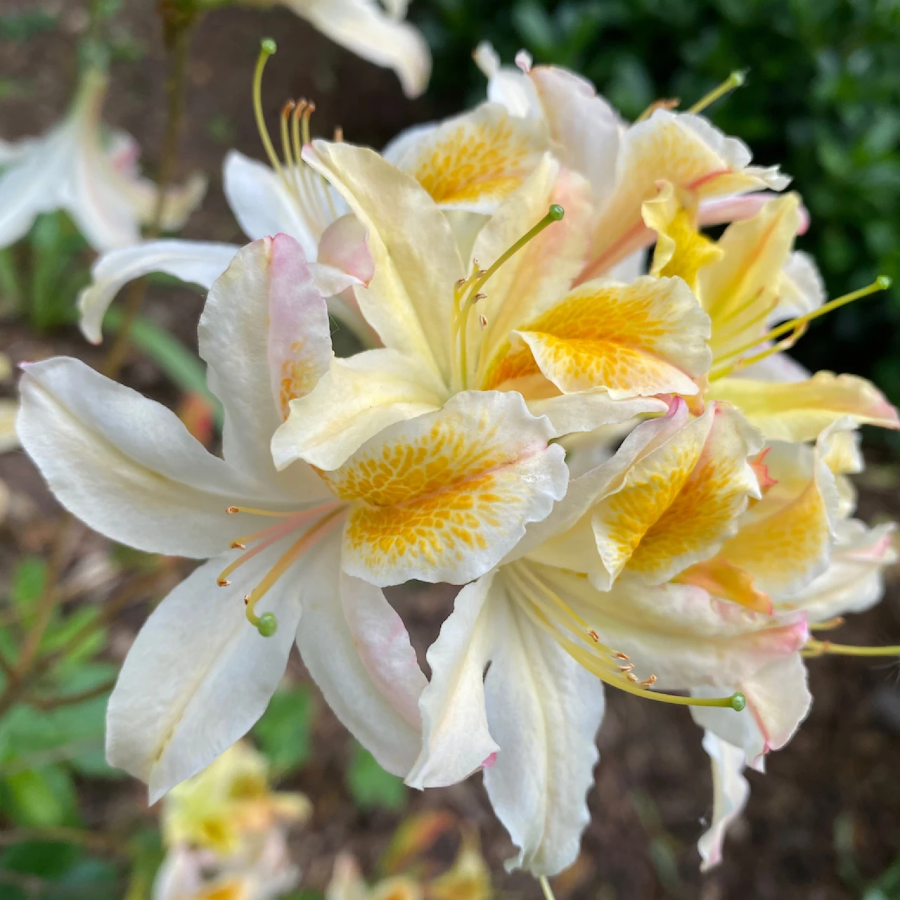 Unknown hybrid